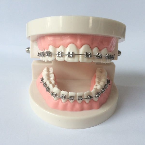 orthodontic teaching model with buccal tubes/orthodontic practice teeth model