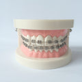 orthodontic teaching model with buccal tubes/orthodontic practice teeth model model